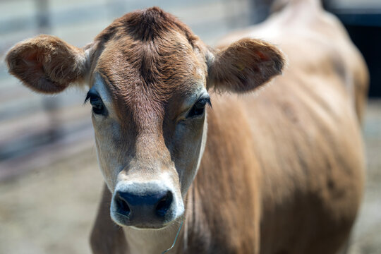 Calf enjoys bright farmyard sunlight. Calf portrait suits agriculture background. Brown calf rests near livestock. Gentle calf stays with herd.