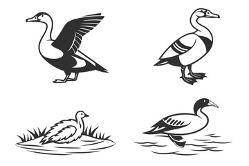 Obraz premium Four black and white duck illustrations