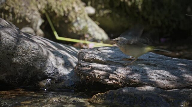 Yellow wagtail moyher feeding chic