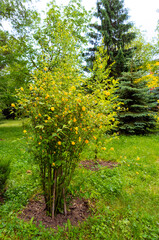 Fototapeta premium Yellow kerria japonica bush blooming in a park. Flowering shrub with bright yellow double blossoms on green stems in a grassy garden.