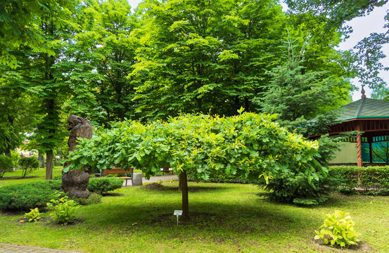 Unique tree shape in a green park area. A tree with a curved shape stands in a park surrounded by other trees. It is a sunny day with clear skies.