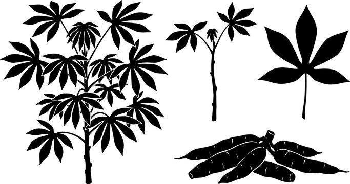 Cassava Plant Silhouette Set Featuring Full Shrub Young Stem Palmate Leaf and Harvested Tapioca Root Tubers for Agriculture Farming and Botanical Graphic Design