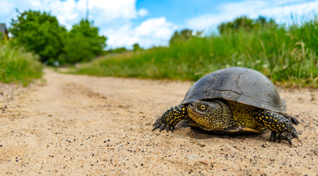 Turtle on a sunny path. A turtle walks slowly across a sandy path surrounded by grass and trees under a clear blue sky during daytime.