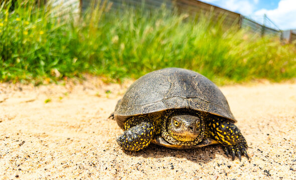 Turtle walking on a sandy path in nature. A turtle moves slowly along a sandy path surrounded by grass on a sunny day.