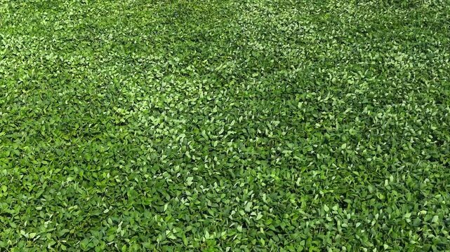 Lush green soybean field sways gently in the wind, showcasing the vibrant leaves rustling together, creating a serene and dynamic natural landscape under bright sunlight. Aerial view