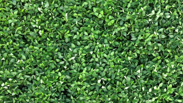Lush green soybean field sways gently in the wind, showcasing the vibrant leaves rustling together, creating a serene and dynamic natural landscape under bright sunlight. Aerial view