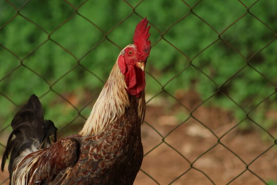 Galo de penas marrons e crista vermelha cacarejando 