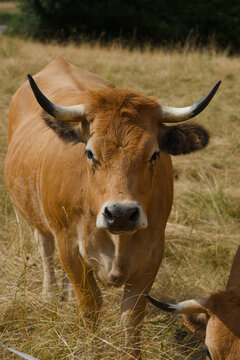 vaches de race Aubrac, dans leur pr&eacute; en auvergne, portraits