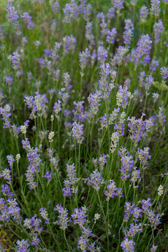Tiges de lavande bleue en Auvergne en gros plan