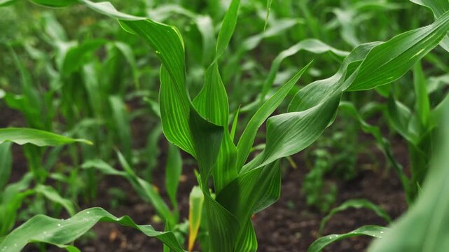 Young green corn plant growing in an agricultural field, showcasing beautiful leaves moving in the wind and natural cultivation