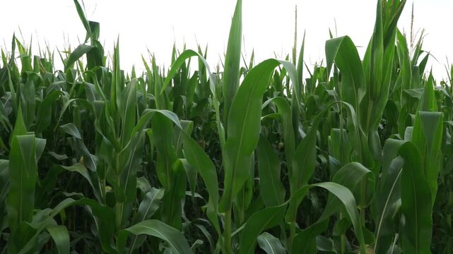 Fresh green maize plants growing in a corn field on a sunny summer day with fertile agricultural farmland