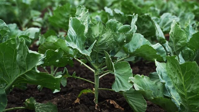 Young green cabbage seedlings growing in rows on a plantation. Agricultural concept of cultivating fresh organic vegetables in fertile soil