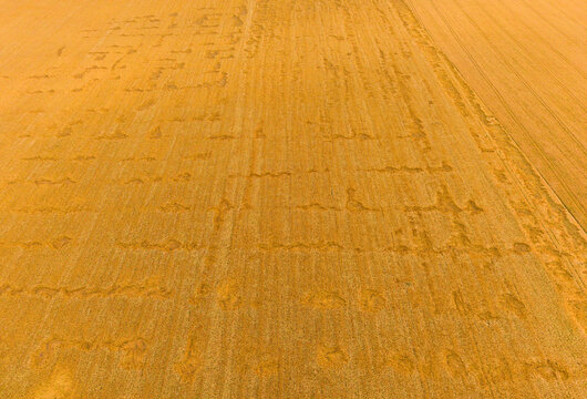 Aerial Drone View of Wind Damaged Ripe Wheat Field, Agricultural Disaster and Crop Loss Concept