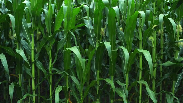 Dense field of vibrant green corn plants, with tall stalks and broad leaves moving in the wind. Immature corn cobs are visible