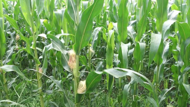 Fresh green maize plants growing in a corn field on a sunny summer day with fertile agricultural farmland