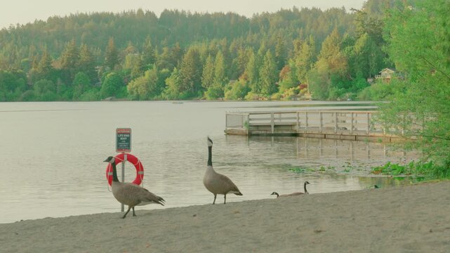 Langford, BC, Canada &ndash; July 6, 2026: Canada geese by life ring buoy at Glen Lake Park