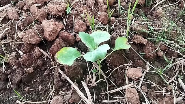 Top down close up view focusing on a small green seedling with yellow margins shifting slightly over rough soil clumps.