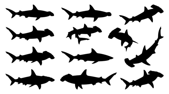 Hammerhead shark silhouette collection featuring diverse swimming positions of dangerous marine apex predators in underwater ocean environment vector