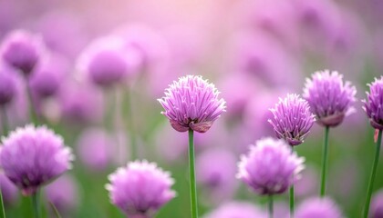 Fototapeta premium Purple Globe Thistle Field Bathed in Soft Sunset Light.
