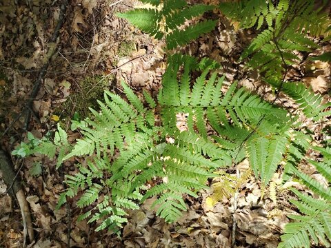 Top view of a vibrant green fern growing through dry autumn leaves on the sunny forest floor.