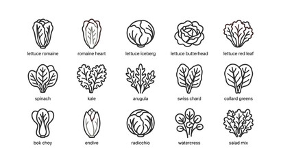 Fototapeta premium Leafy greens icons showing lettuce and salad varieties