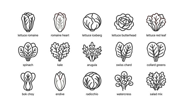 Leafy greens icons showing lettuce and salad varieties