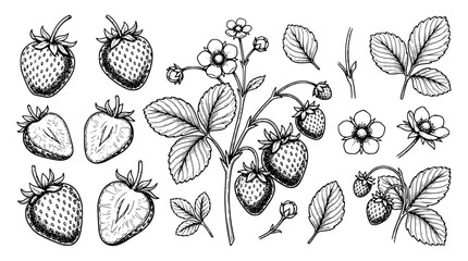 Collection of hand drawn strawberry elements with leaves flowers and whole sliced berries isolated on white background for food packaging vector illustration © Salma