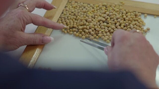 Selection of the highest quality beans for sowing. The breeder uses tweezers to select the best seeds. Close-up shooting - hands and grains, no face visible. Breeding in agriculture.