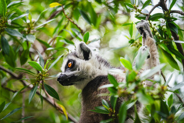 Fototapeta premium A curious ring tailed lemur, Lemur catta, navigates through lush green vegetation, its alert orange eyes peering through the leaves. The lemurs distinctive black and white facial markings and grey fur