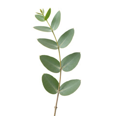 Elegant eucalyptus branch with ovate vibrant green leaves and waxy silvery-blue coating on a transparent background, minimalist botanical serenity atmosphere © Mara