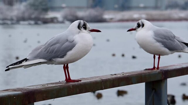Black headed gull (Chroicocephalus ridibundus) identifiable by its white body, pale gray wings, and dark auricular head spots.