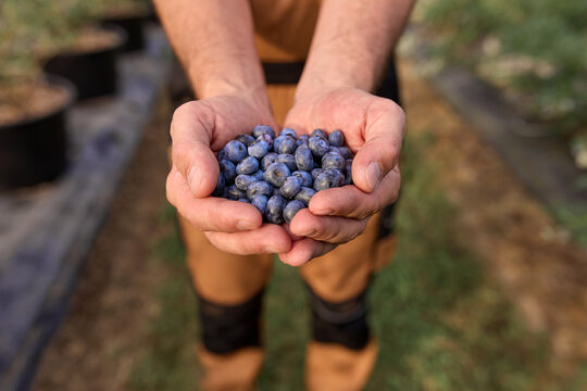 Farmer holding fresh blueberries on a farm.