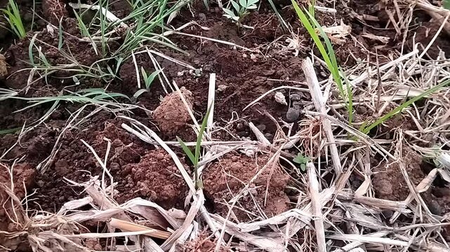 Top down close up view of young green grass sprouts growing amidst brown soil clods and dry straws.