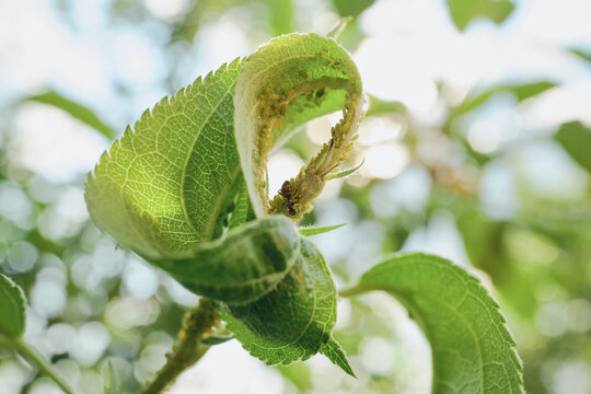 Ant protecting and collecting honeydew from aphids infesting green plant leaf