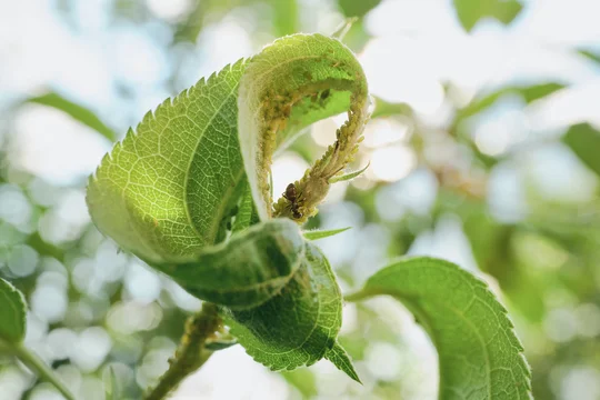Ant protecting and collecting honeydew from aphids infesting green plant leaf