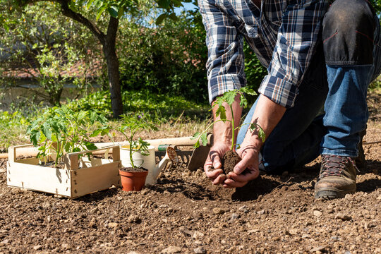 Close-up of farmer's hands holding tomato seedling to be transplanted into soil in an organic field. Garden work in spring. Traditional agriculture.