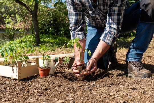 Close-up of farmer's hands holding tomato seedling to be transplanted into soil in an organic field. Garden work in spring. Traditional agriculture.