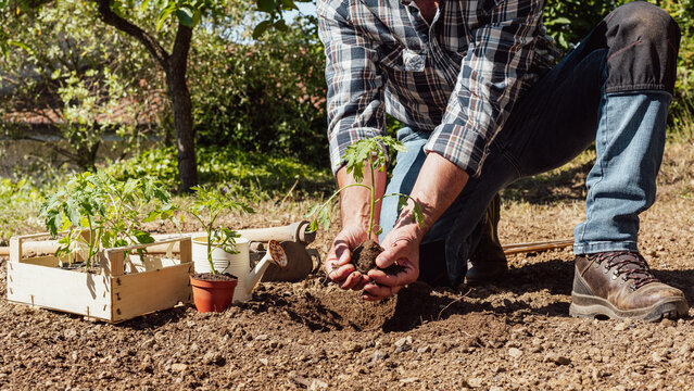 Close-up of farmer's hands holding tomato seedling to be transplanted into soil in an organic field. Garden work in spring. Traditional agriculture.