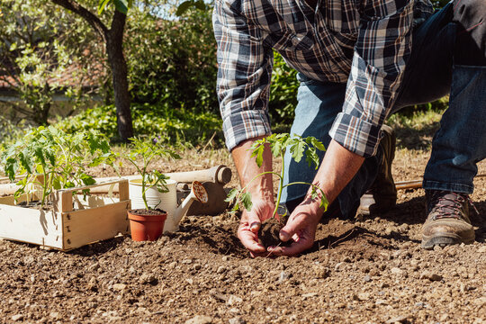 Close-up of farmer's hands holding tomato seedling to be transplanted into soil in an organic field. Garden work in spring. Traditional agriculture.