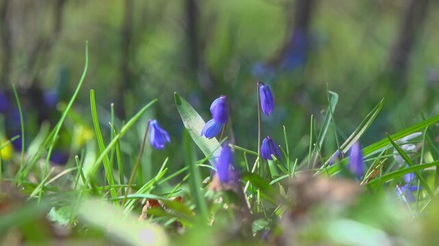 Blooming scilla flower on blurred background in early spring forest.