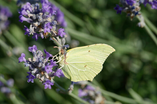 Common brimstone butterfly (Gonepteryx rhamni) sitting on lavender in Zurich, Switzerland