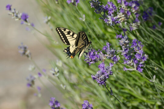 Old World Swallowtail or common yellow swallowtail (Papilio machaon) sitting on lavender in Zurich, Switzerland