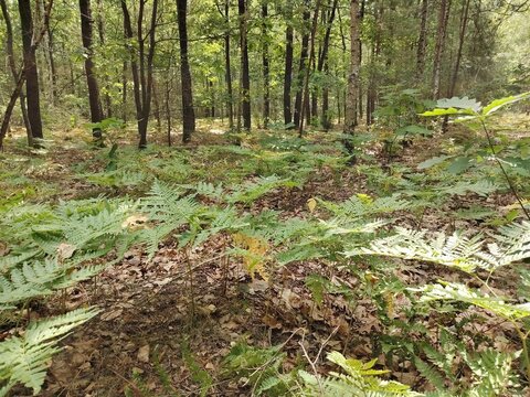 Lush green bracken ferns covering the sunny forest floor in a deciduous woodland