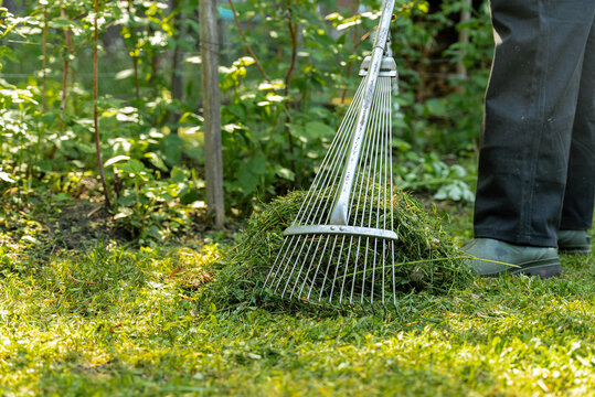 Raking grass in a sunlit country garden