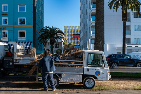 a cleanup crew loading trimmed palm tree branches into a truck in Santa Monica, California, representing urban maintenance in the USA