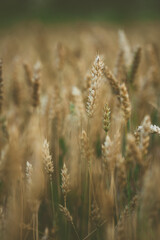 Obraz premium Close up of golden ears of ripe cereal crops in a field 