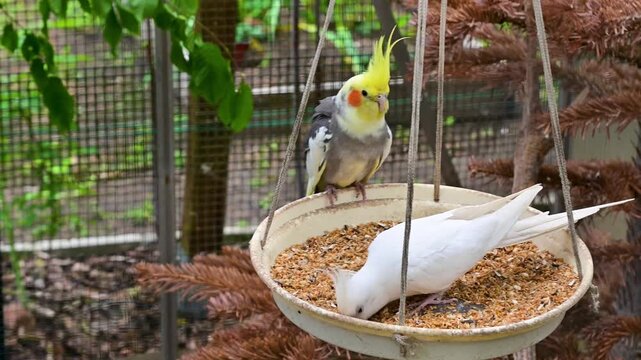 Group of cockatiel parrots including grey and white mutations eating seeds from hanging feeder in a birdhouse. 4K slow motion footage