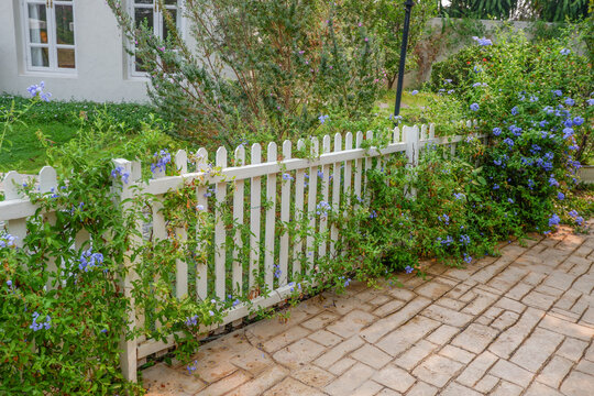 White vinyl fence and flower garden in a cottage village with outdoor backyard home private,modern fence fencing of private and green grass and blue sky,cozy home concept style,copy space.