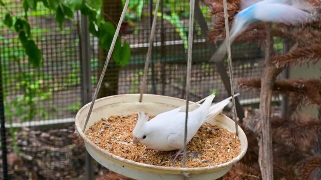White cockatiel parrots eating seeds from hanging feeder in a birdhouse. 4K slow motion footage