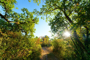 Naklejka premium Heatwave in the Gulf of Larchant. Denecourt path 19 in Fontainebleau Massif